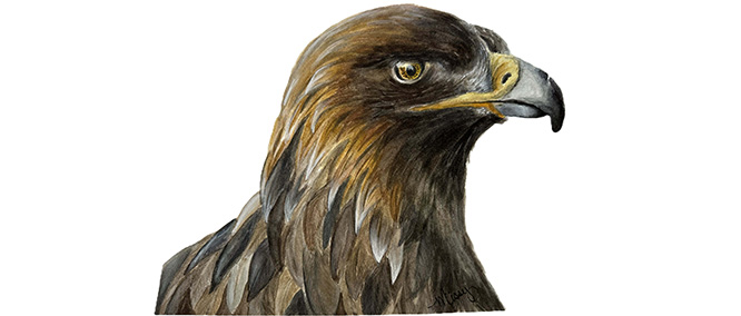 Missy - Creating animal and wildlife art designed to make people smile