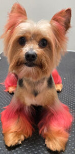 Pet Care - Pet SPA - Luxury Care. Loving Hands. Happy Tails